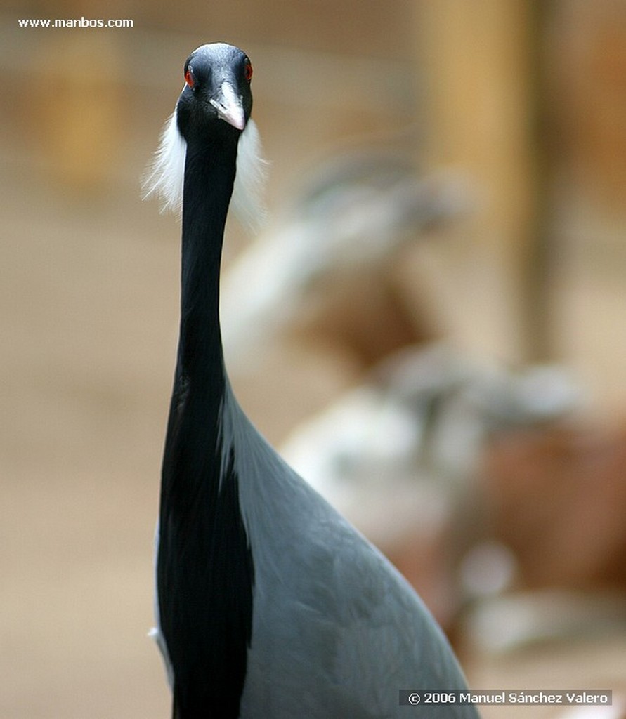 Zoo de Barcelona
UN AMIGO
Barcelona