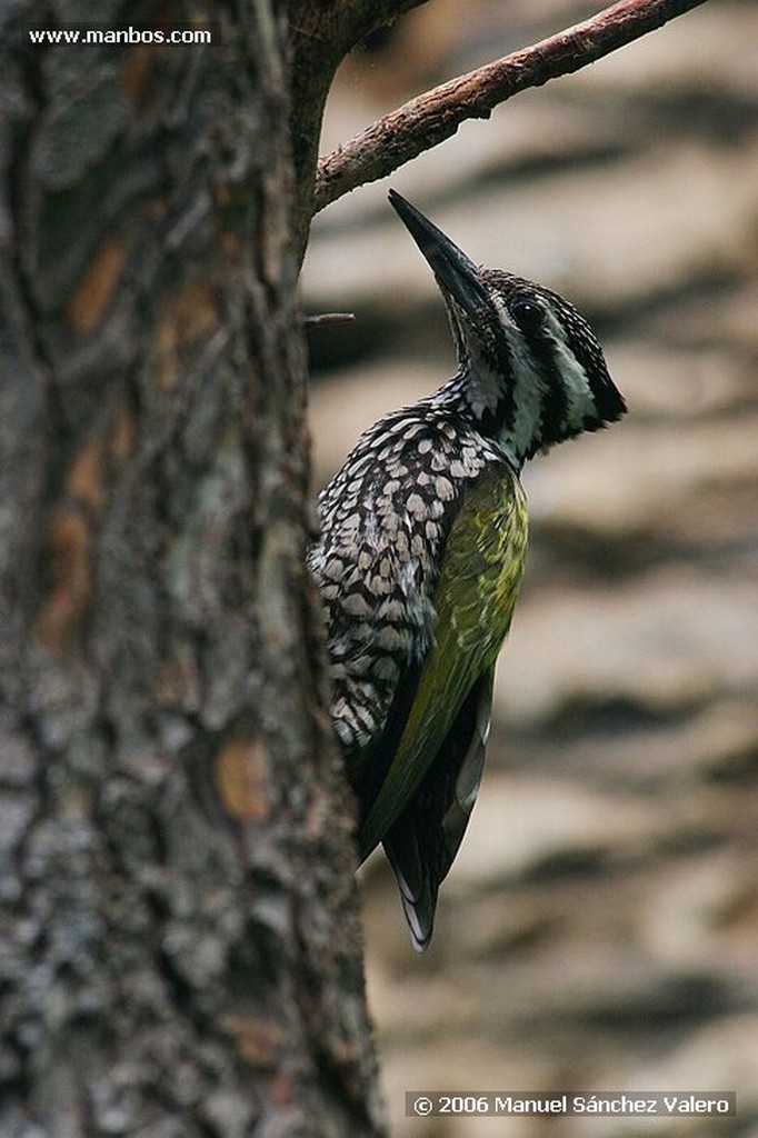 Zoo de Barcelona
ESTORNINO CARPINTERO
Barcelona