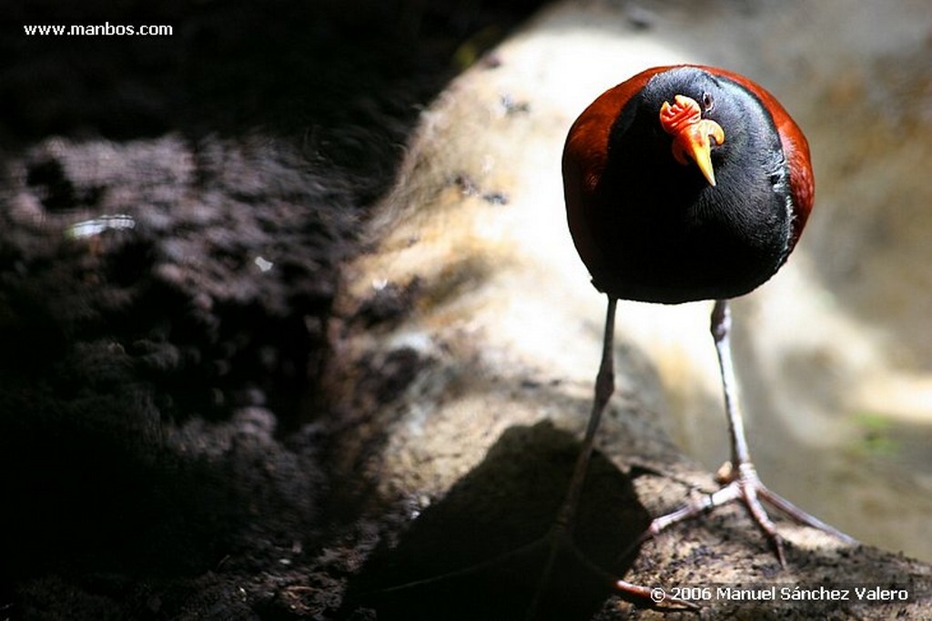 Zoo de Barcelona
JACANA SURAMERICANA
Barcelona