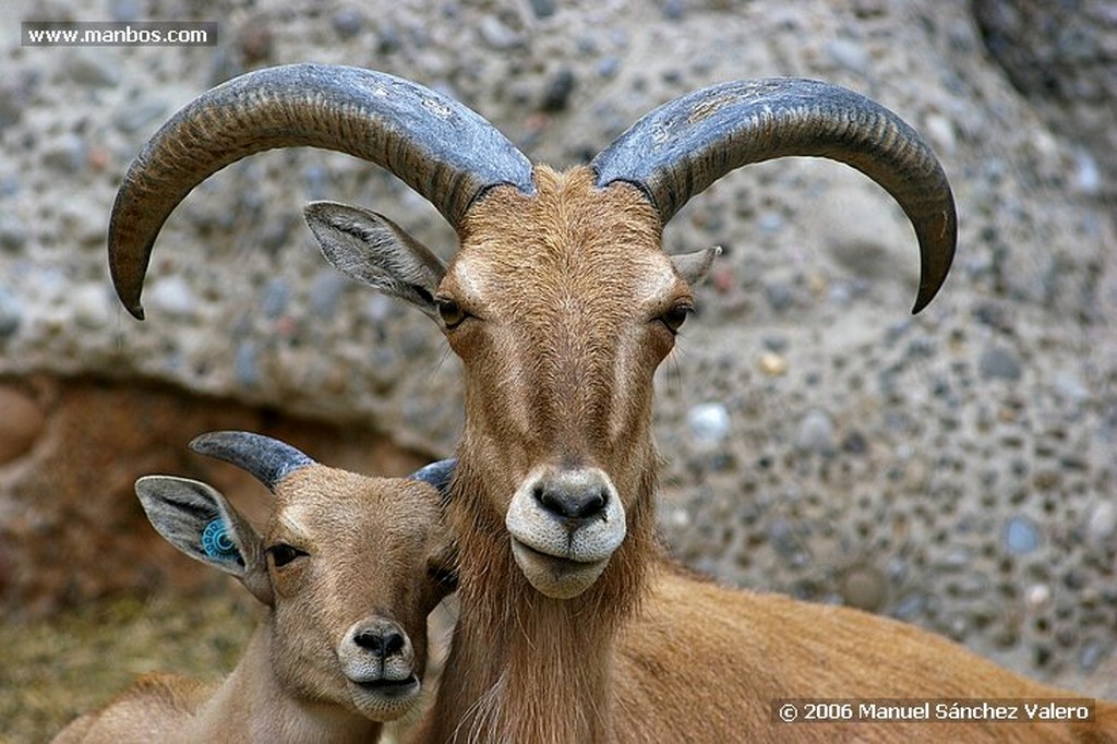 Zoo de Barcelona
PICOANCHO ROJINEGRO
Barcelona