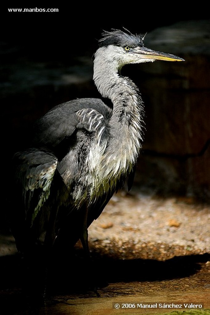 Zoo de Barcelona
ALCION PECHIAZUL
Barcelona