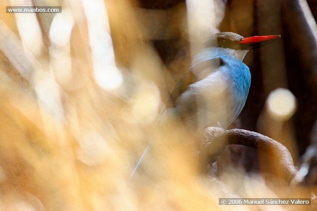 Zoo de Barcelona
ALCION PECHIAZUL

Barcelona