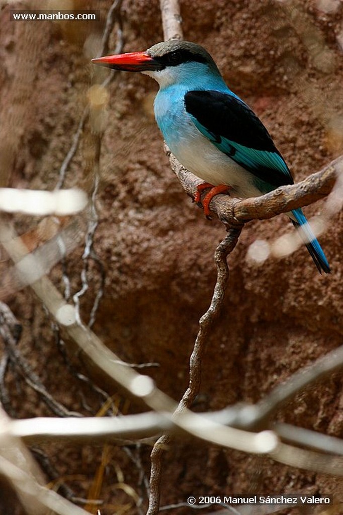 Zoo de Barcelona
PAVO REAL
Barcelona