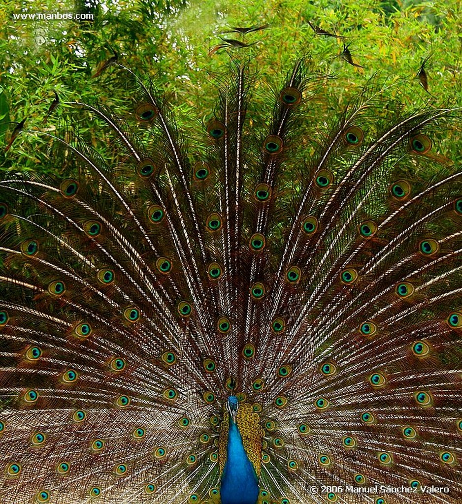 Zoo de Barcelona
PICOANCHO ROJINEGRO
Barcelona