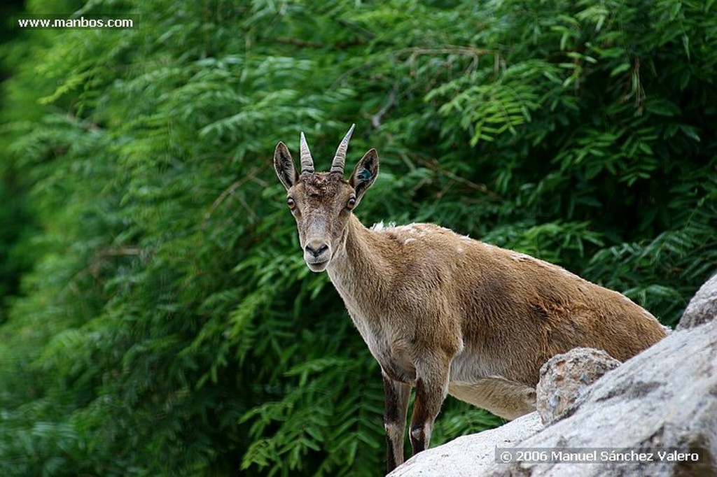 Zoo de Barcelona
PELICANO MIRANDO
Barcelona