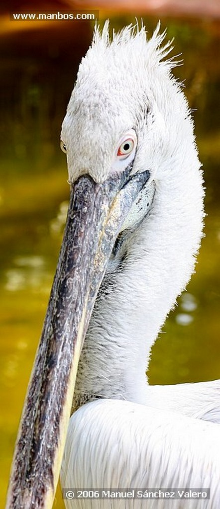 Zoo de Barcelona
PELICANO
Barcelona