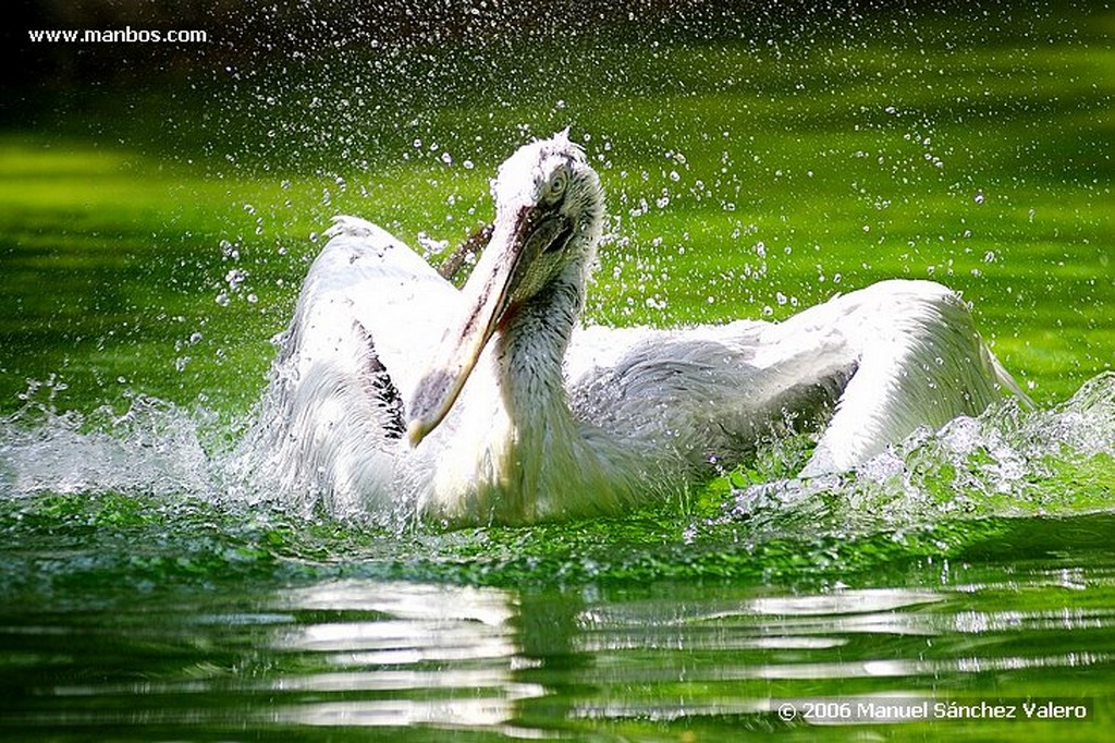 Zoo de Barcelona
MUFLON DE ATLAS
Barcelona