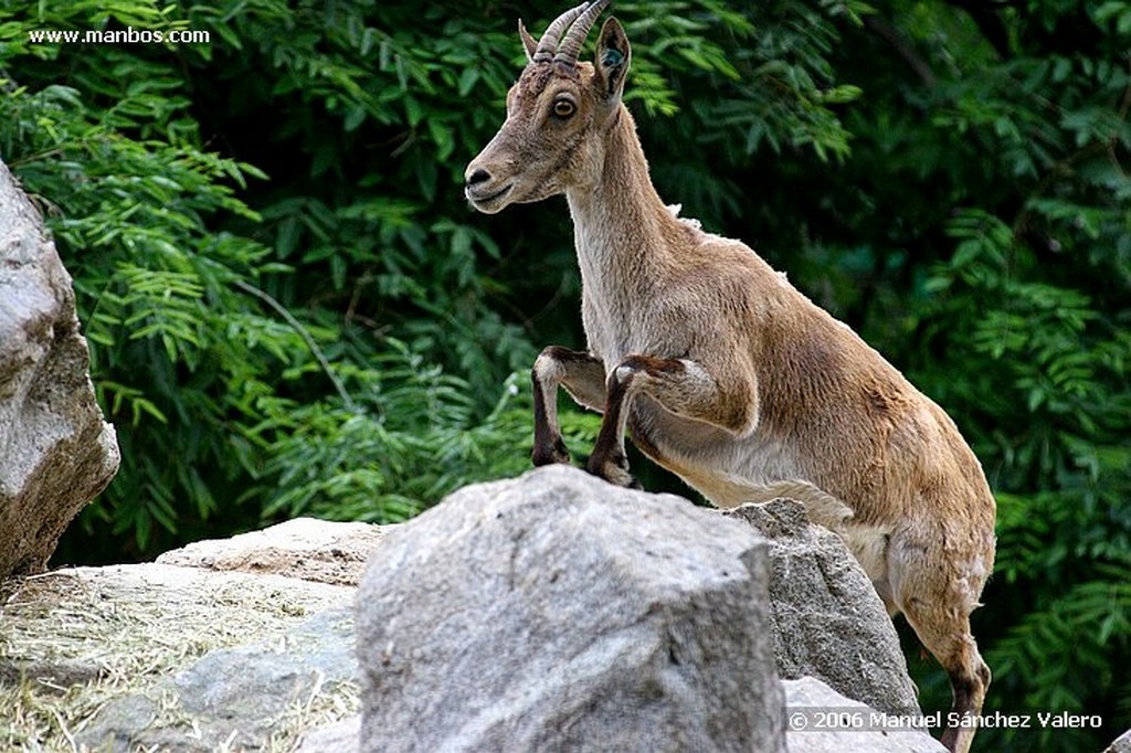 Zoo de Barcelona
GARZA EN ALERTA
Barcelona