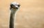 Zoo de Barcelona
AVESTRUZ -QUE PACHA CONTIGO
Barcelona