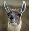 Zoo de Barcelona
GUANACO
Barcelona