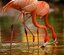 Zoo de Barcelona
FLAMENCOS -DUO DINAMICO
Barcelona