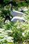 Zoo de Barcelona
PAREJA DE IBIS SAGRADO
Barcelona