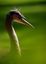 Zoo de Barcelona
GARZA EN ALERTA
Barcelona