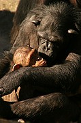 Zoo de Barcelona, Zoo de Barcelona, España