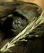 Camara Canon EOS 10D
Zoo de Barcelona
ZOO DE BARCELONA
Foto: 9433