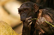 Zoo de Barcelona, Zoo de Barcelona, España