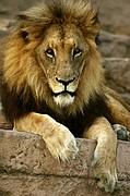 Camara Canon EOS-1D Mark II
Zoo de Barcelona
ZOO DE BARCELONA
Foto: 9451