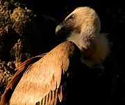 Zoo de Barcelona, Zoo de Barcelona, España