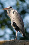 Zoo de Barcelona, Zoo de Barcelona, España