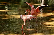 Zoo de Barcelona, Zoo de Barcelona, España