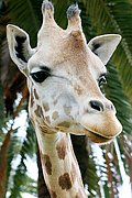 Zoo de Barcelona, Zoo de Barcelona, España