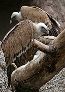 Zoo de Barcelona, Zoo de Barcelona, España