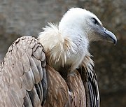 Zoo de Barcelona, Zoo de Barcelona, España