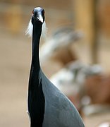 Zoo de Barcelona, Zoo de Barcelona, España