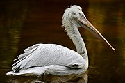 Zoo de Barcelona, Zoo de Barcelona, España