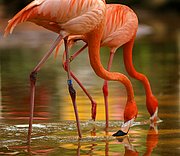 Zoo de Barcelona, Zoo de Barcelona, España