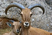 Zoo de Barcelona, Zoo de Barcelona, España