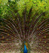 Zoo de Barcelona, Zoo de Barcelona, España