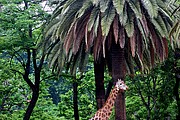 Zoo de Barcelona, Zoo de Barcelona, España