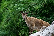 Zoo de Barcelona, Zoo de Barcelona, España