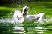 Zoo de Barcelona, Zoo de Barcelona, España