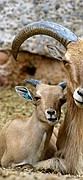 Zoo de Barcelona, Zoo de Barcelona, España