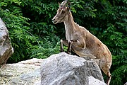 Zoo de Barcelona, Zoo de Barcelona, España