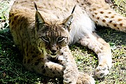 Zoo de Barcelona, Zoo de Barcelona, España