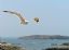 Essaouira
Gaviota
Essaouira