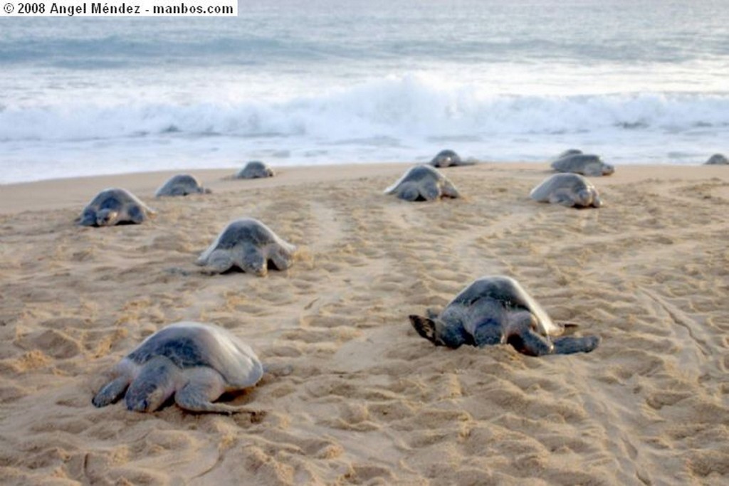 Aquila
playa
Michoacan