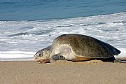 Ixtapilla, Aquila, Mexico