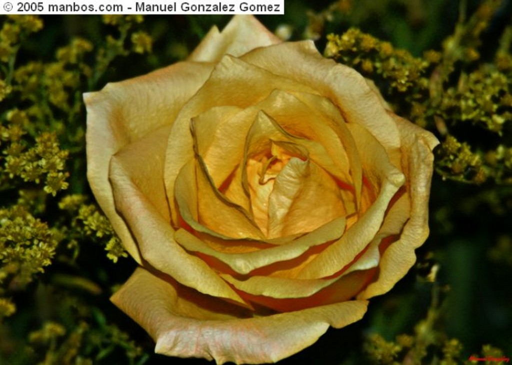 Benalmadena
Cisnes, pareja eterna
Malaga