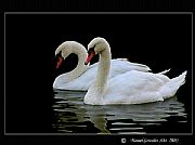 Camara Canon EOS 300D
Cisnes, pareja eterna
Manuel Gonzalez
BENALMADENA
Foto: 5636