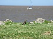 Camara Canon PowerShot G9
Contemplando el paisaje
Maria Luz Leopoldo
RIO DE LA PLATA
Foto: 15621