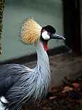 Camara Olympus E-300
grulla coronada.
Félix Fernández Bravo
ZOO DE MADRID
Foto: 5749