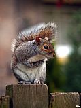 St. James Park, Londres, Reino Unido