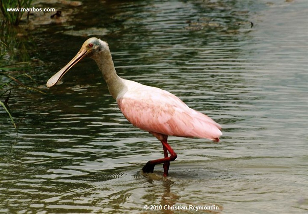 El Baul 
Llano Hato Pigero 
Cojedes 