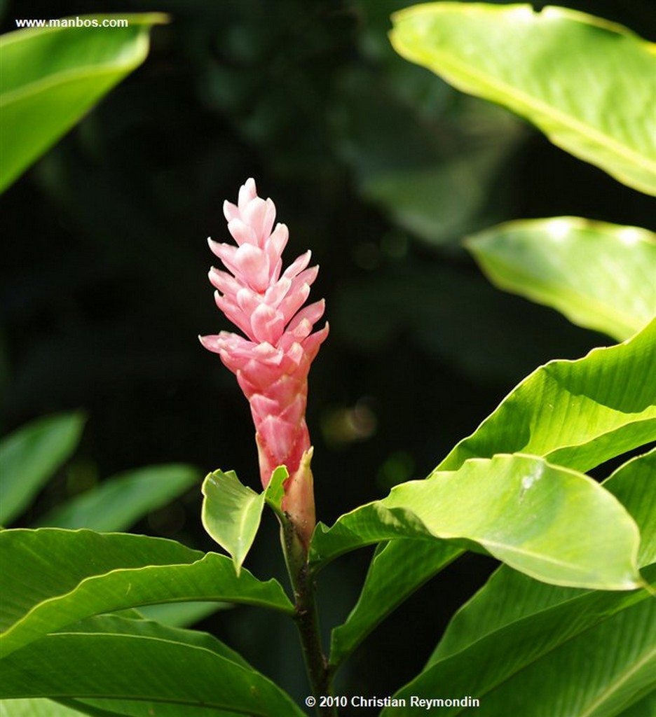 San Felipe 
Hibiscus 
Yaracuy 