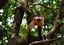 Baul 
Mono Capuchino 
Cojedes 