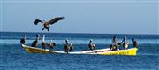 Pelicanos , Isla Margarita , Venezuela 